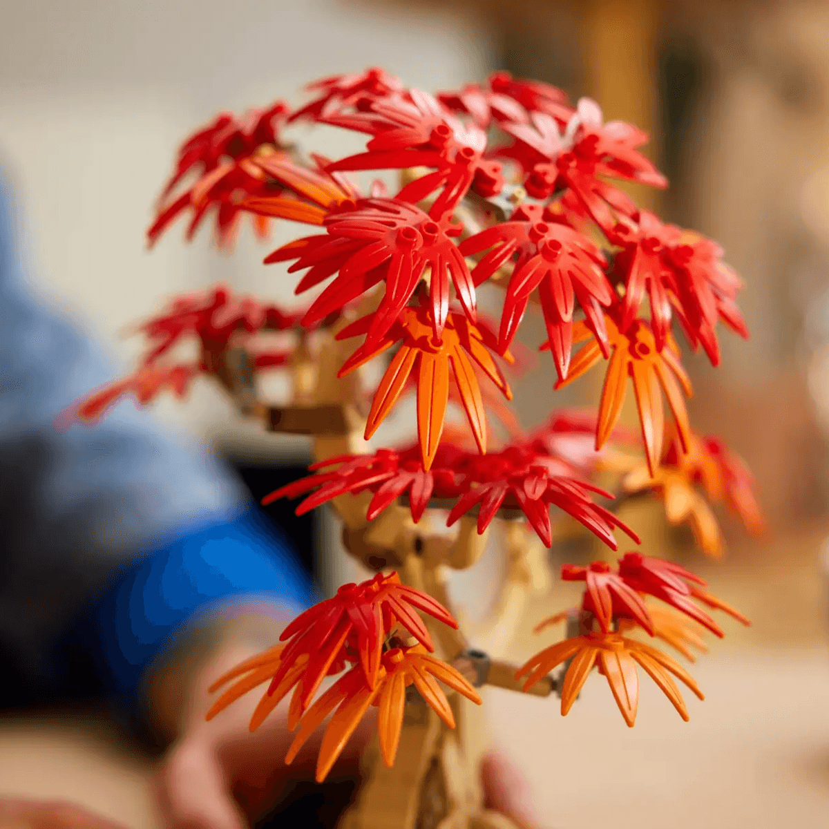 Japāņu sarkanā kļava – Bonsai kociņš - Image 6