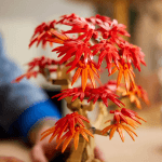 Japāņu sarkanā kļava – Bonsai kociņš - Image 6