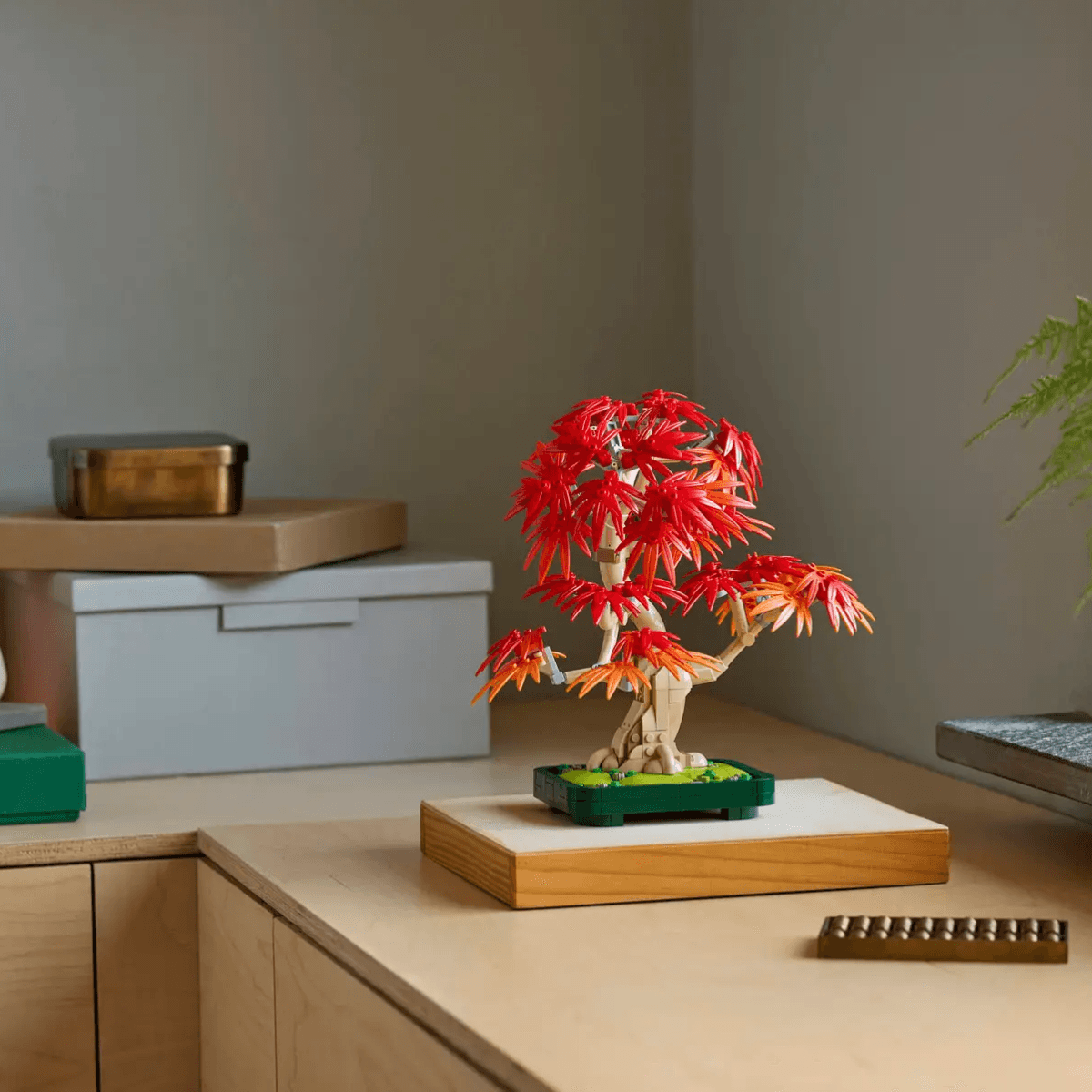 Japāņu sarkanā kļava – Bonsai kociņš - Image 11