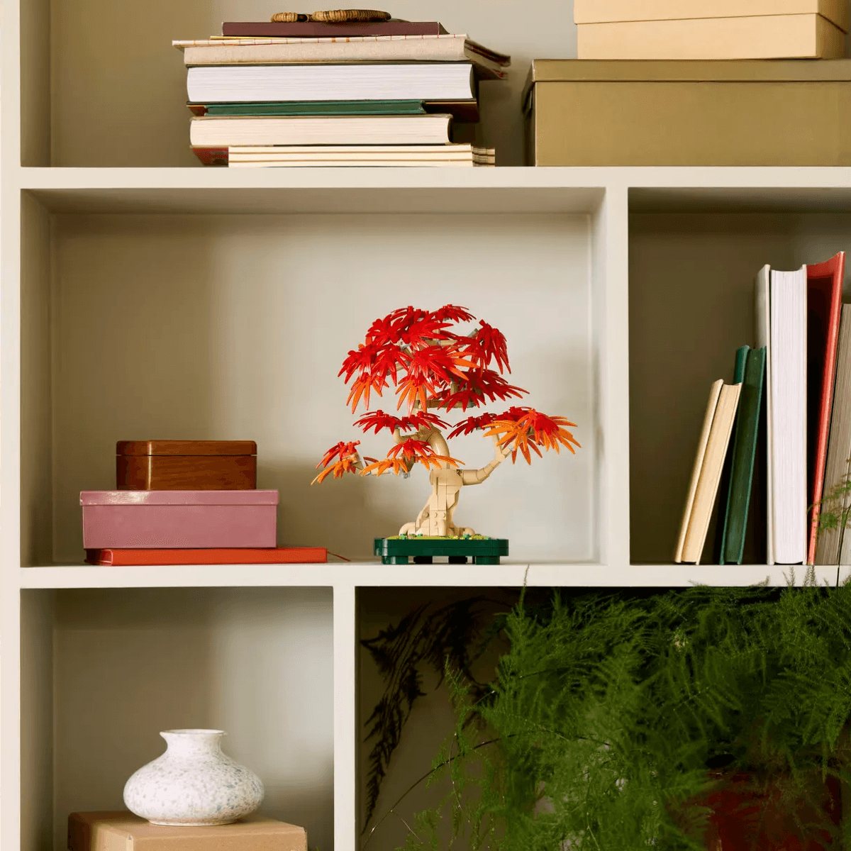 Japāņu sarkanā kļava – Bonsai kociņš - Image 8