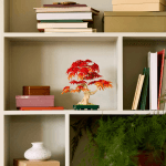 Japāņu sarkanā kļava – Bonsai kociņš - Image 8
