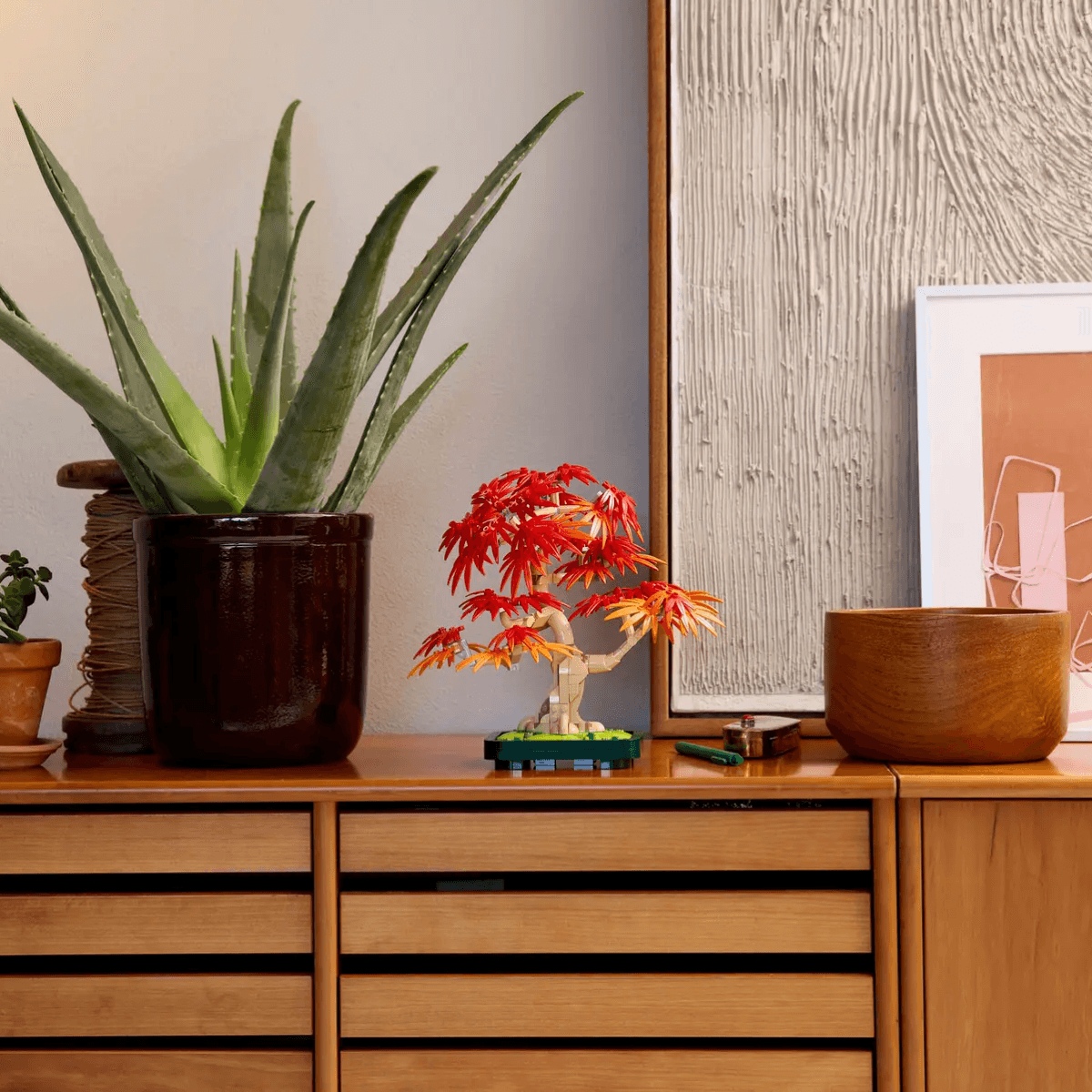 Japāņu sarkanā kļava – Bonsai kociņš - Image 3