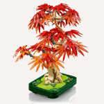 Japāņu sarkanā kļava – Bonsai kociņš - Image 10