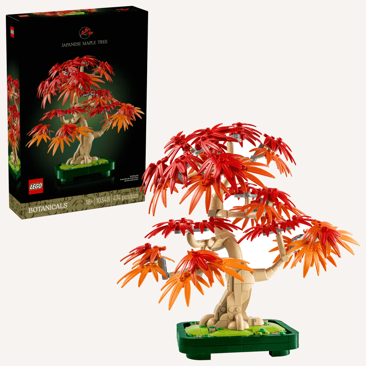 Japāņu sarkanā kļava – Bonsai kociņš - Image 1